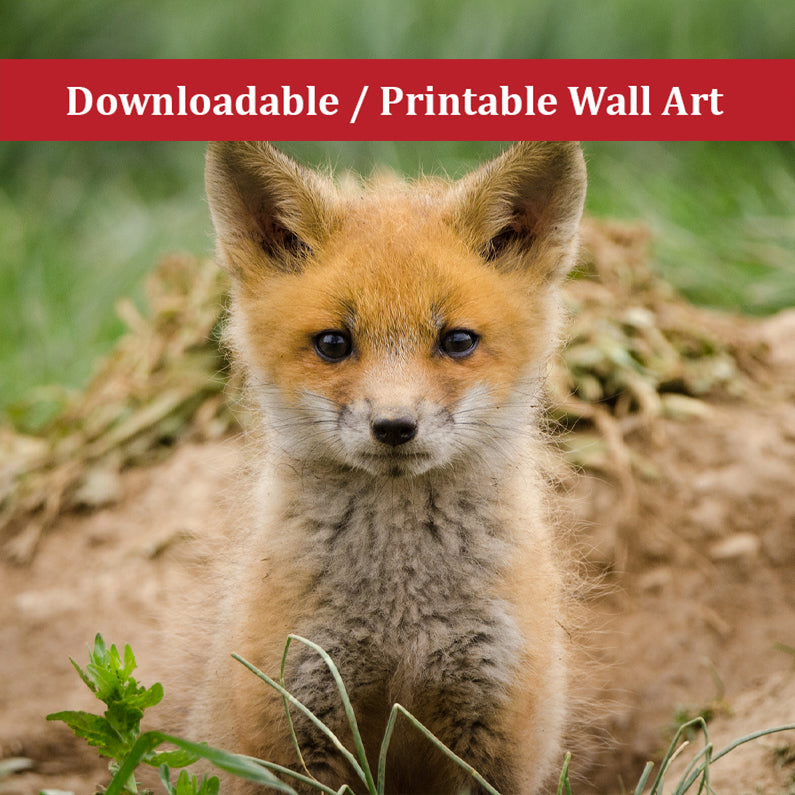 Baby Red Fox Coming Out Wildlife Photo DIY Wall Decor Instant Download Print - Printable