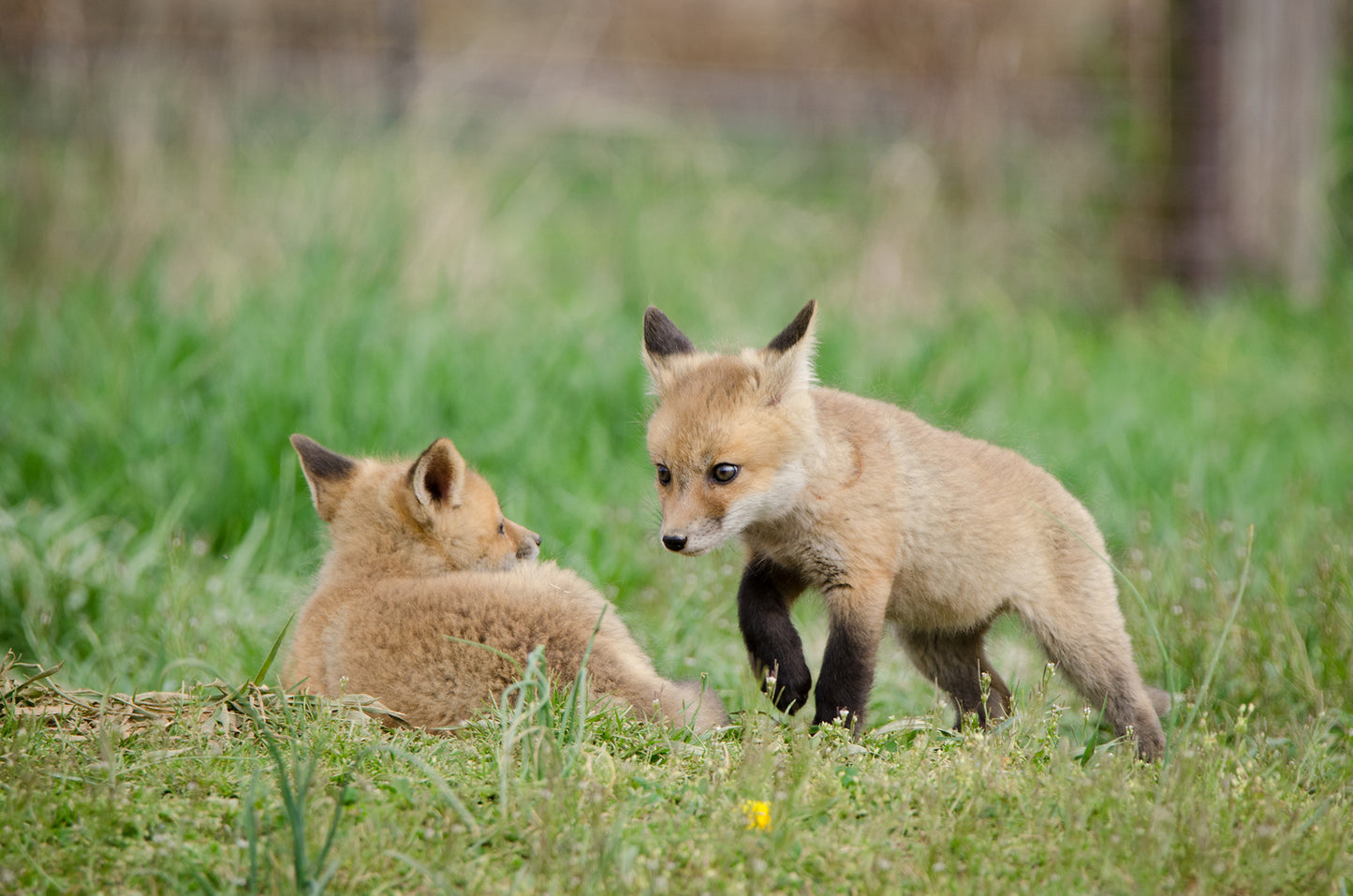 Wall Decor For Rustic Bedroom: Fox Pups / Kits - Coming to Get You Animal / Wildlife Photograph Loose / Unframed / Frameless / Frameable Artwork