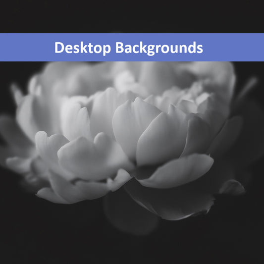 Contrast in Nature Floral Photorealistic Digital Artwork Peonies Black and White Wallpaper for Computer Monitors Smart TVs and Laptop Screens