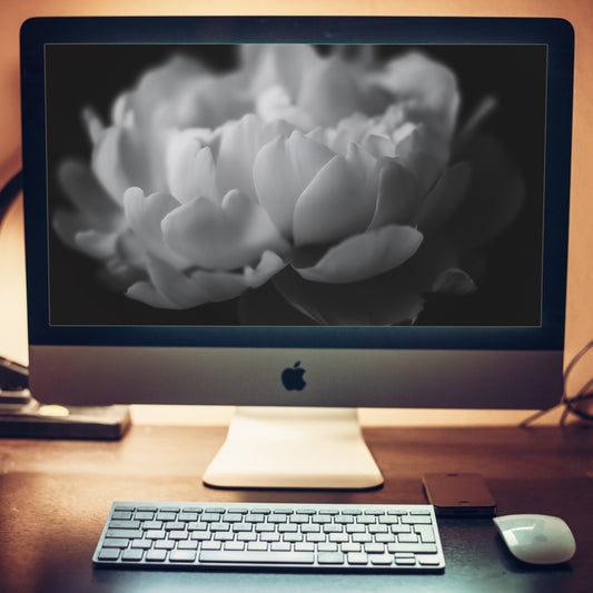 Contrast in Nature Floral Photorealistic Digital Artwork Peonies Black and White Wallpaper for Computer Monitors Smart TVs and Laptop Screens 2
