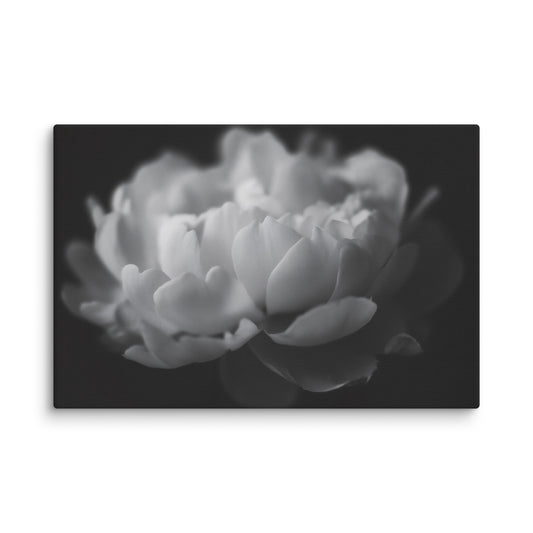 Contrast in Nature Floral Photorealistic Digital Artwork Peonies Wall Art Black and White Canvas Wall Art Print