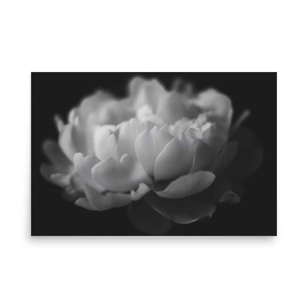 Contrast in Nature Floral Photorealistic Digital Artwork Peonies Wall Art Black and White Loose Art Print
