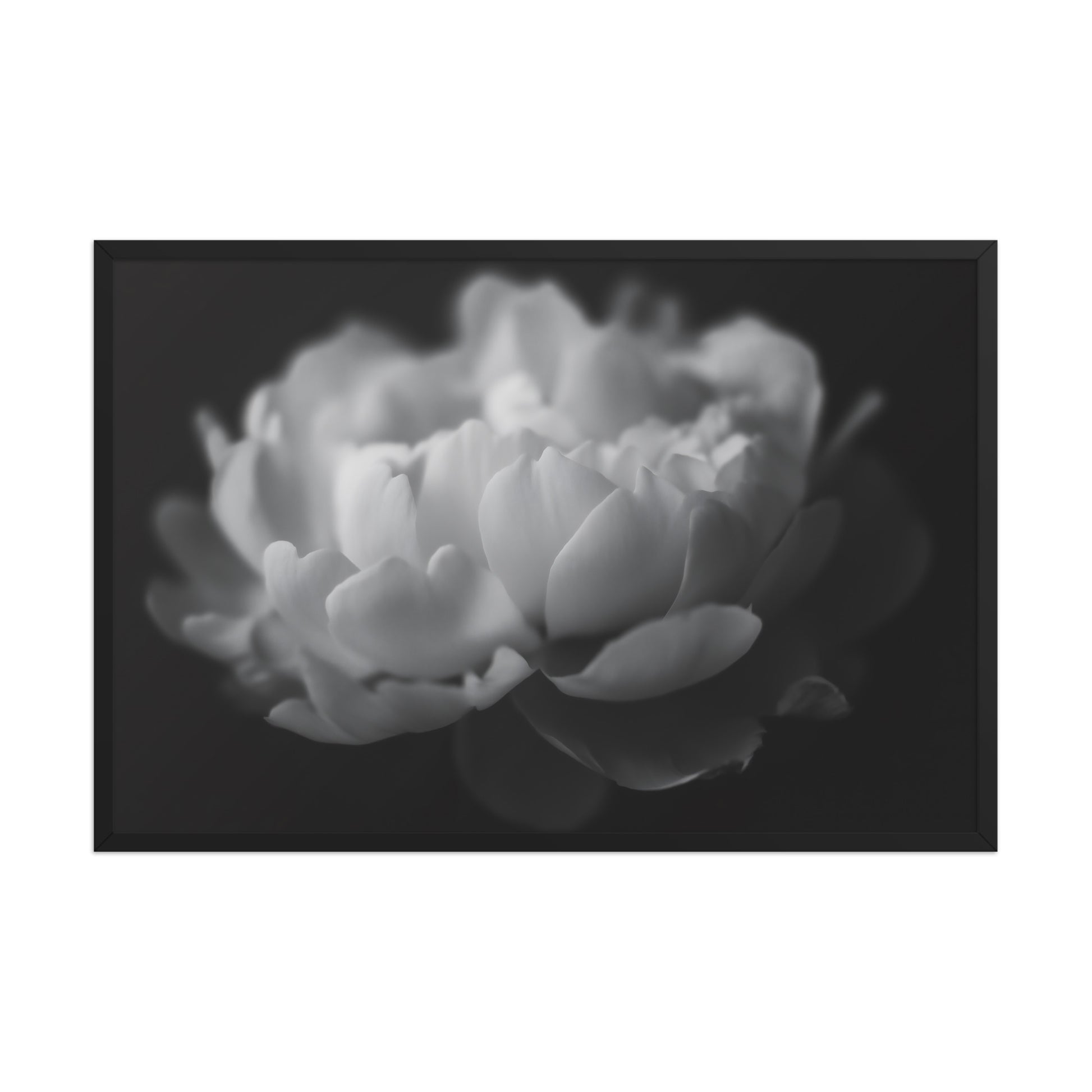 Contrast in Nature Floral Photorealistic Digital Artwork Peonies Wall Art Black and White in Black Wood Frame