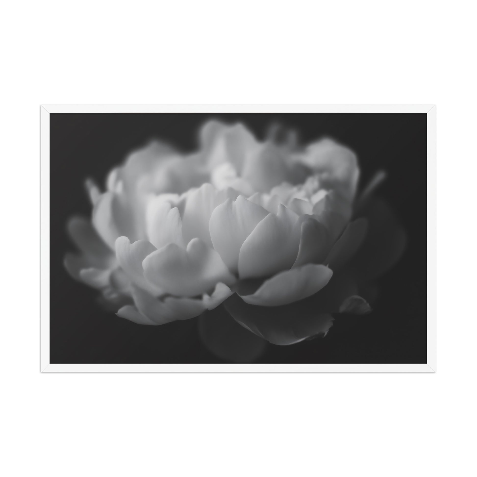 Contrast in Nature Floral Photorealistic Digital Artwork Peonies Wall Art Black and White in White Wood Frame