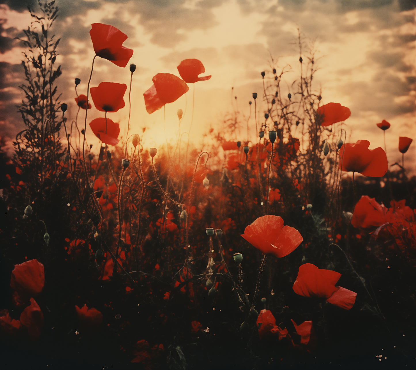 Prints of Flowers for Framing: Crimson Sunset Serenade Poppy Field Retro Subdued - Digital Artwork Loose Art Print