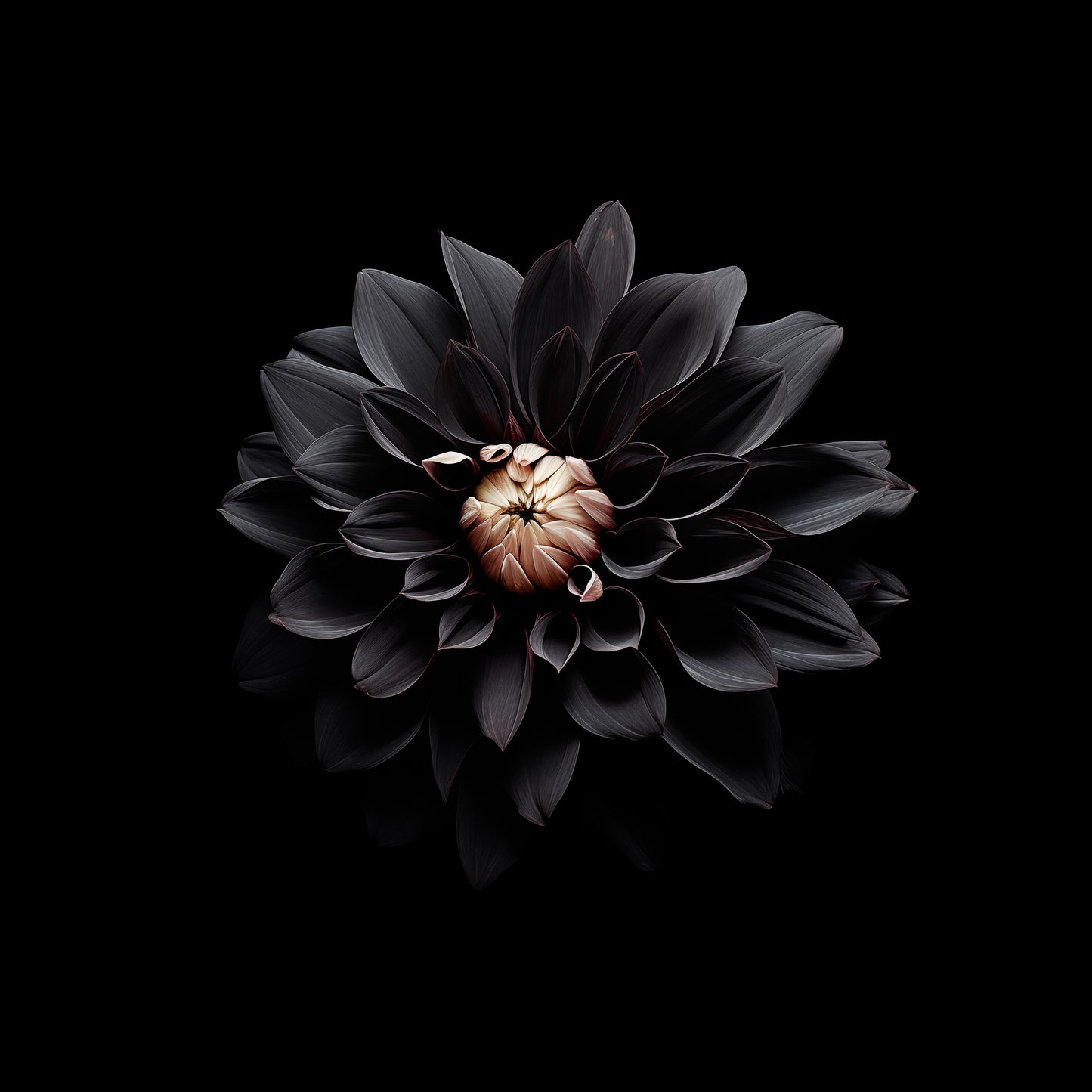 Floral Painting: Dahlia in the Shadows Black Flowers Photorealism - Digital Artwork Loose Art Print