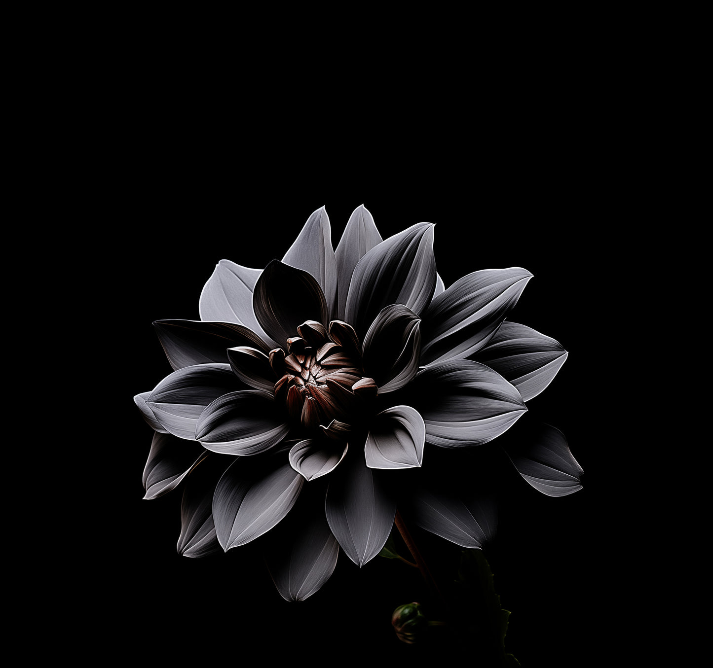 Black Flower Painting: Dark Elegance Photorealism - Digital Artwork Loose Art Print