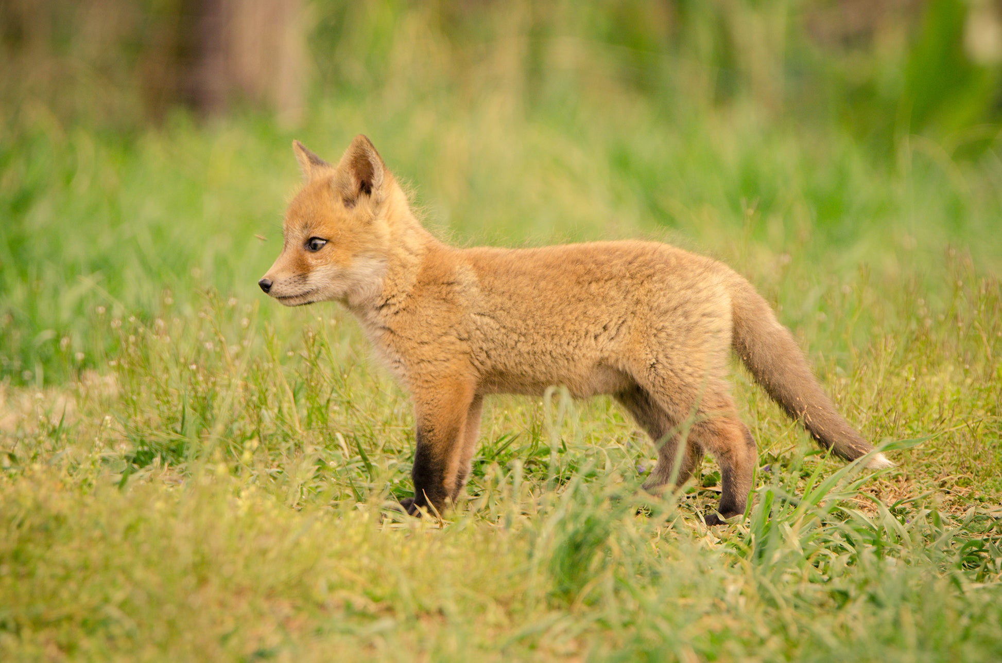 Neutral Nursery Prints: Fox Pup In Meadow - Animal / Wildlife / Nature Photograph Loose / Unframed / Frameless / Frameable Wall Art Print / Artwork