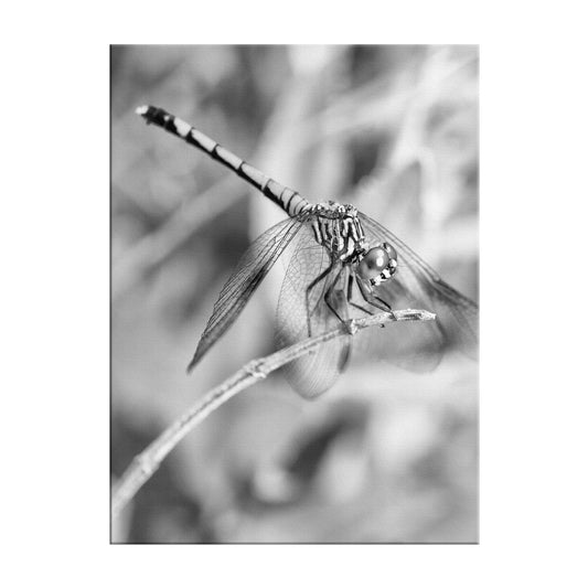 Dragonfly in Black and White Animal / Wildlife Photograph Fine Art Canvas Wall Art Prints