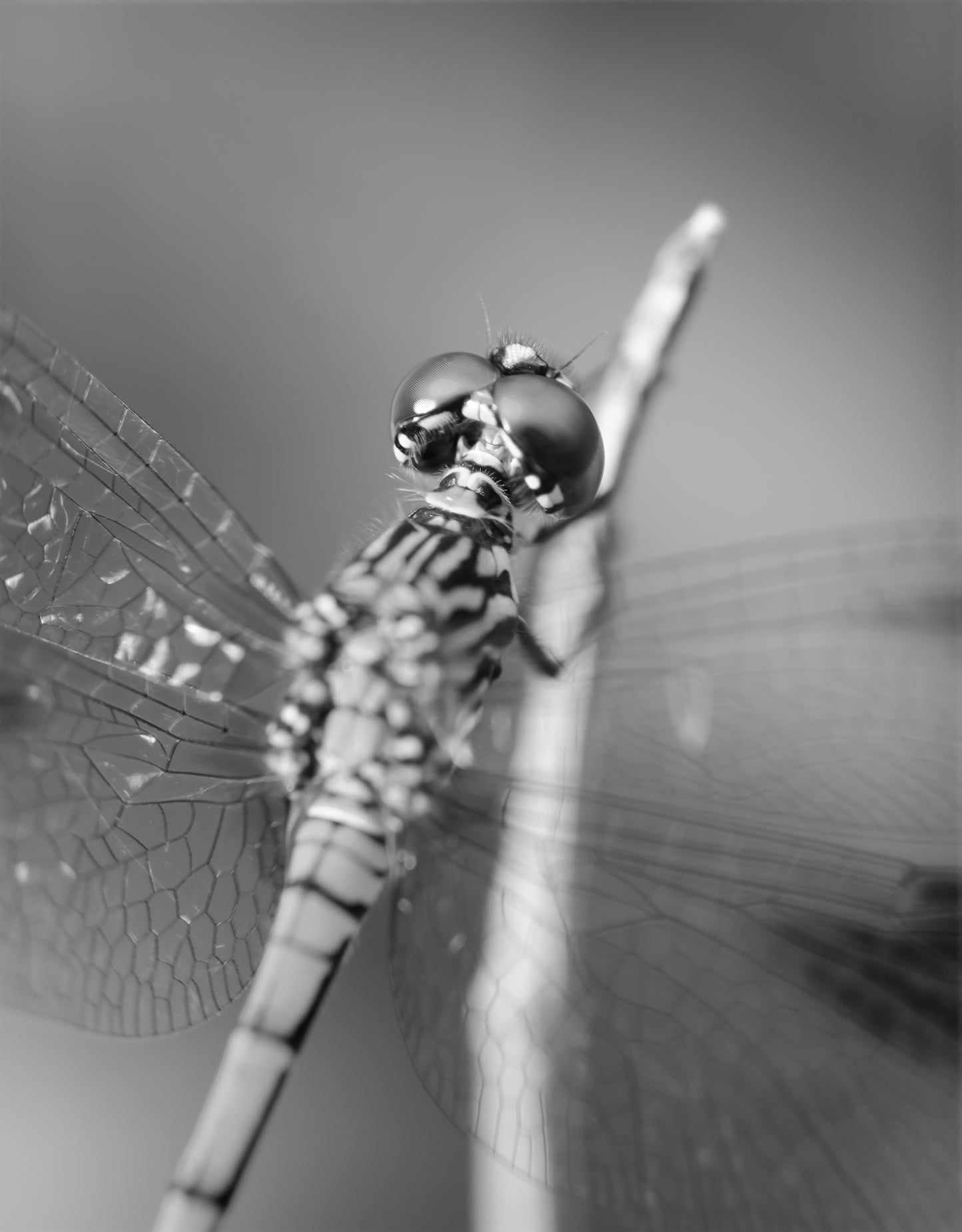 Dragonfly at Bombay Hook in Black and White Animal / Wildlife Photograph Fine Art Canvas Wall Art Prints