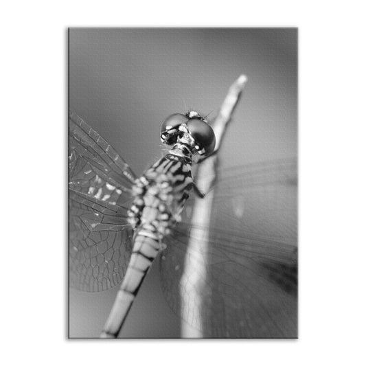 Dragonfly at Bombay Hook in Black and White Animal / Wildlife Photograph Fine Art Canvas Wall Art Prints