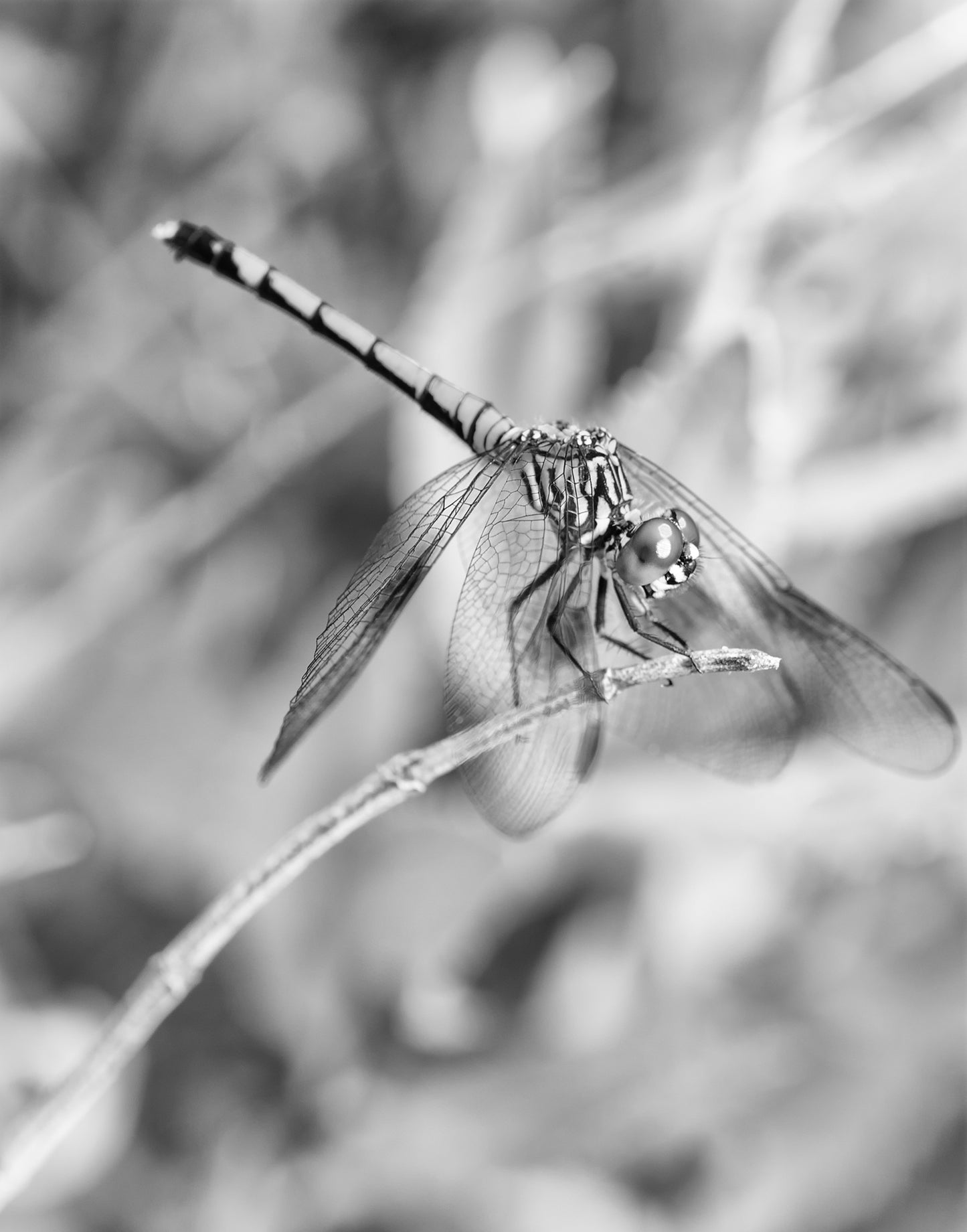 Dragonfly in Black and White Animal / Wildlife Photograph Fine Art Canvas Wall Art Prints