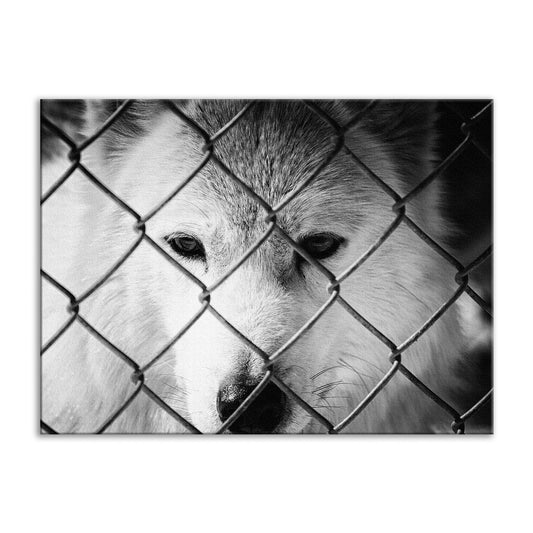 Dreams of Freedom in Black and White Animal / Wildlife Photograph Fine Art Canvas Wall Art Prints