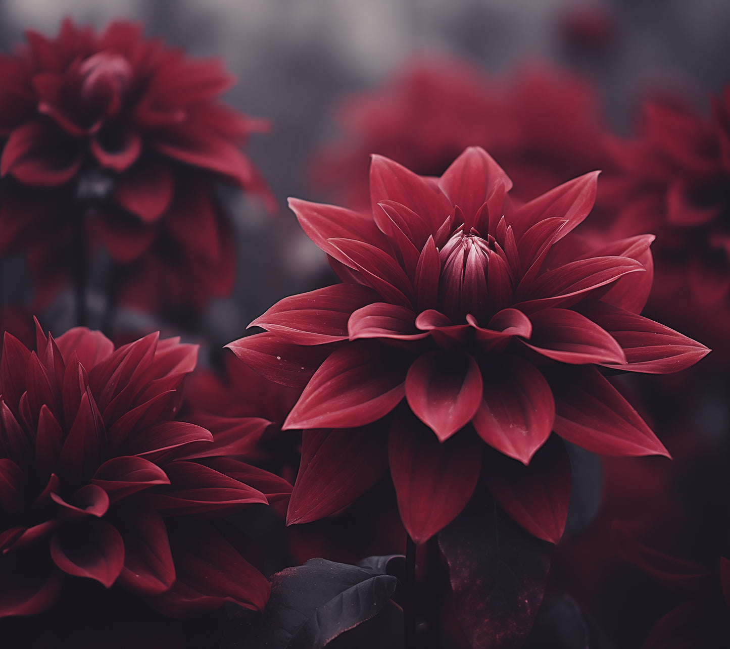 Burgundy Floral Wall Art: Enchanted Dahlia Photorealism - Digital Artwork Loose Print