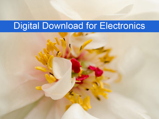 Eye of Peony Floral Nature Photography Wallpaper for Computer monitors Smart TVs and Laptop Screens 2