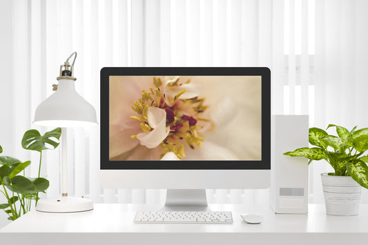 Eye of Peony Moody Midnight Nature Photography Wallpaper for Computer monitors Smart TVs and Laptop Screens 2