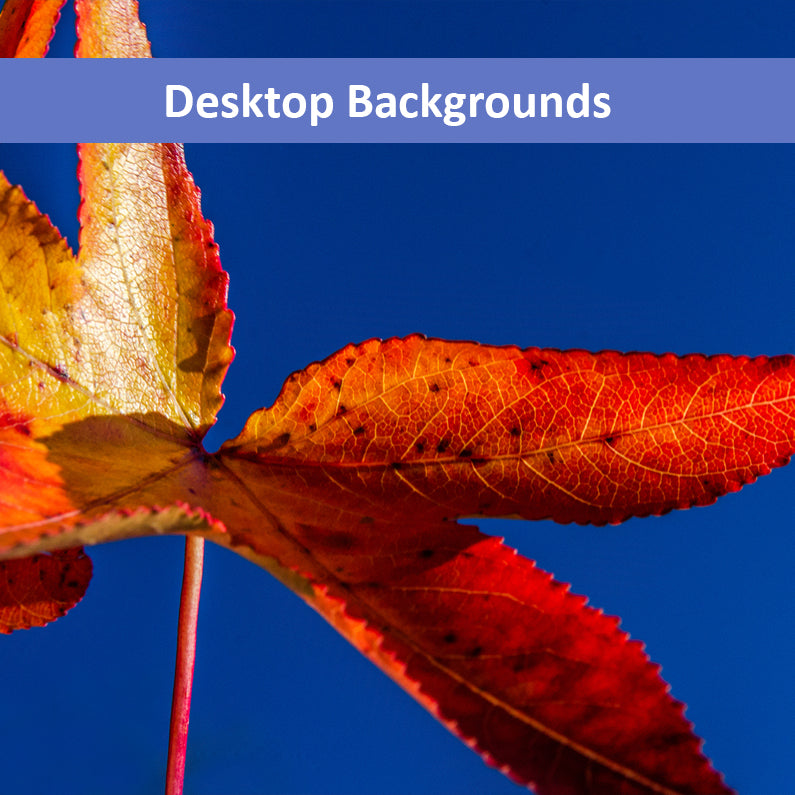 Fall Colors Nature Photography Wallpaper for Computer