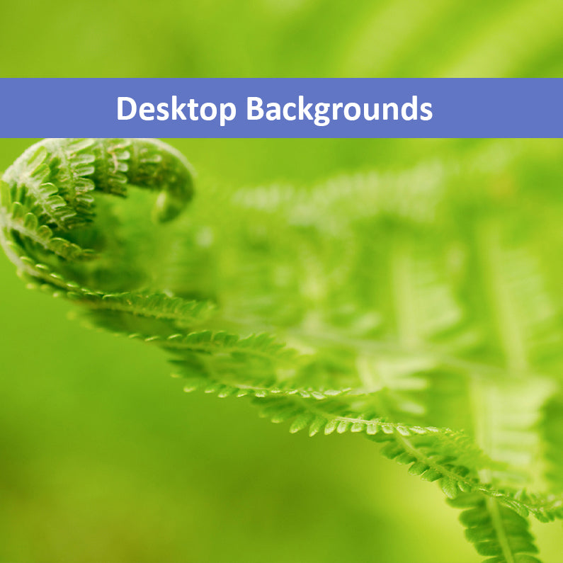 Fern Curl Nature Photography Wallpaper for Computer