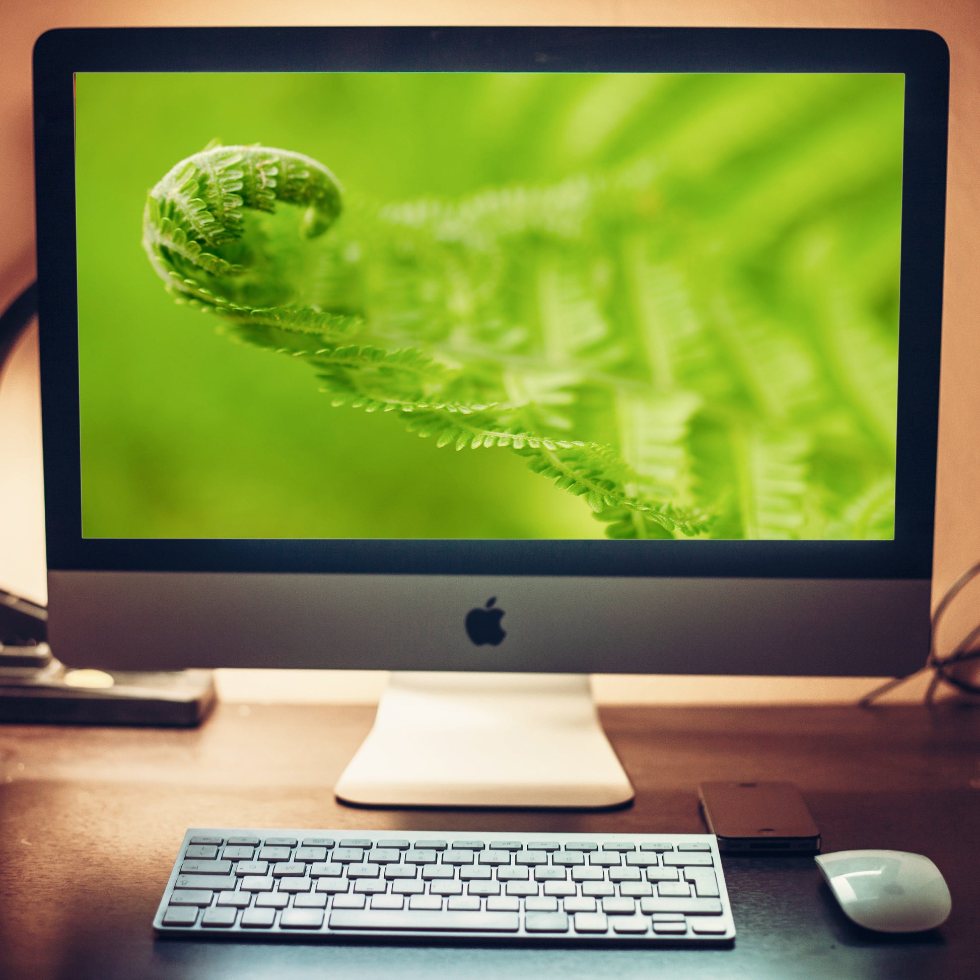 Fern Curl Nature Photography Wallpaper for Computer 2