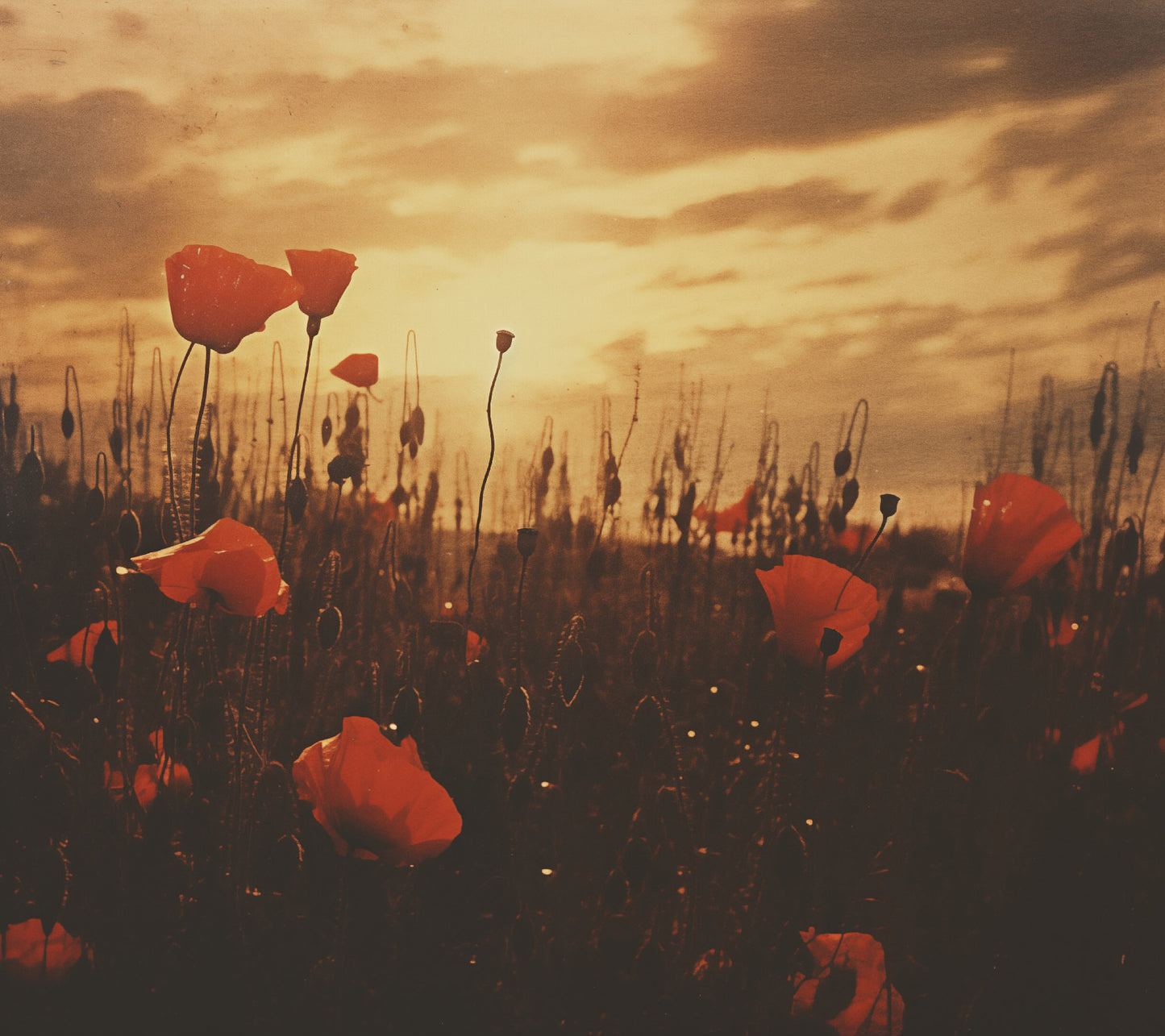 Field of Memories Poppy Field Retro Subdued Photorealism - Digital Artwork Loose Art Print