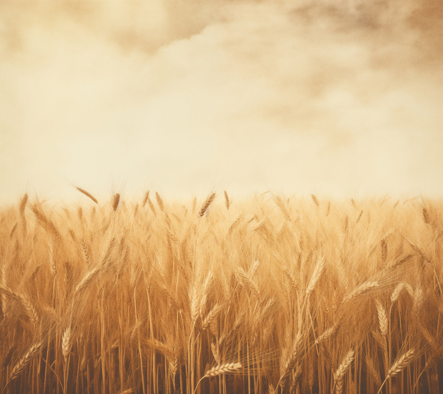 Fields of Gold Minimal Botanical Rustic Subdued Wheat Crops Photorealism - Digital Artwork Loose Art Print