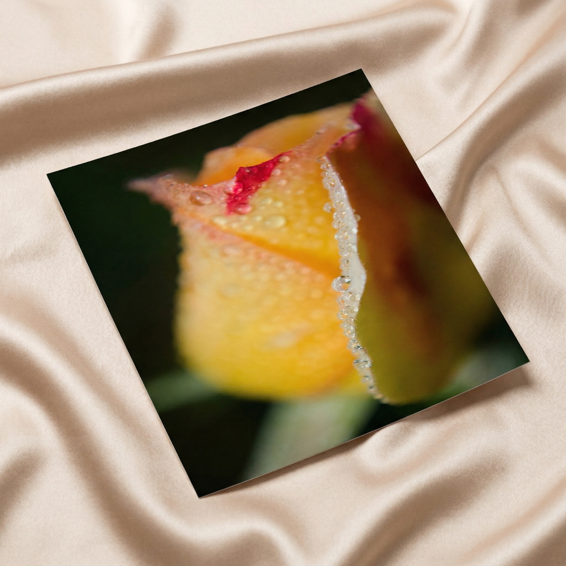Flower Art Prints Dew on Yellow Rose Floral Botanical Nature Photograph