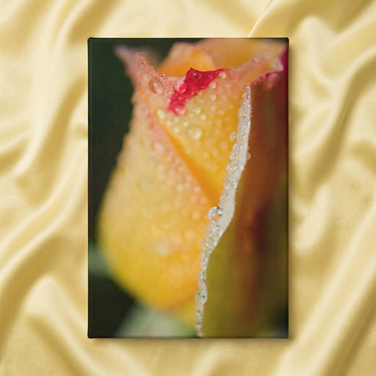 Flower Canvas Wall Art Dew on Yellow Rose Floral Botanical Nature Photograph