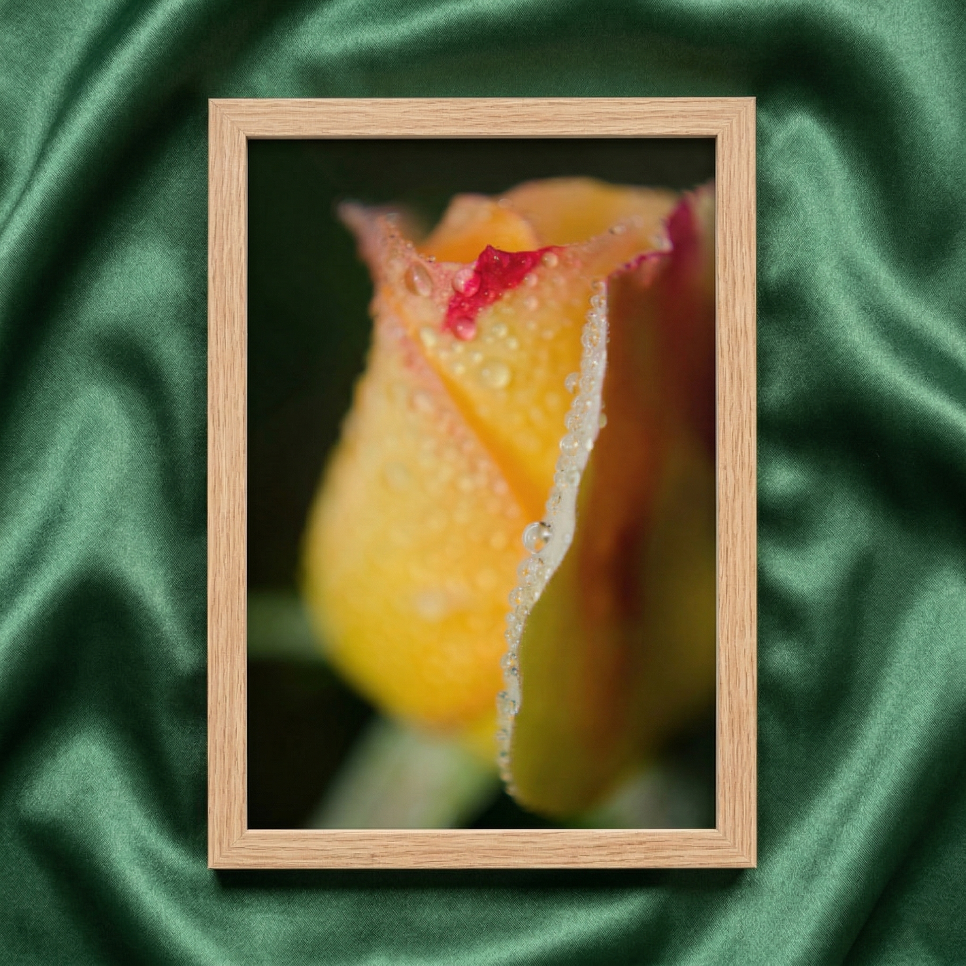 Flower Pictures for Wall Dew on Yellow Rose Floral Botanical Nature Photograph