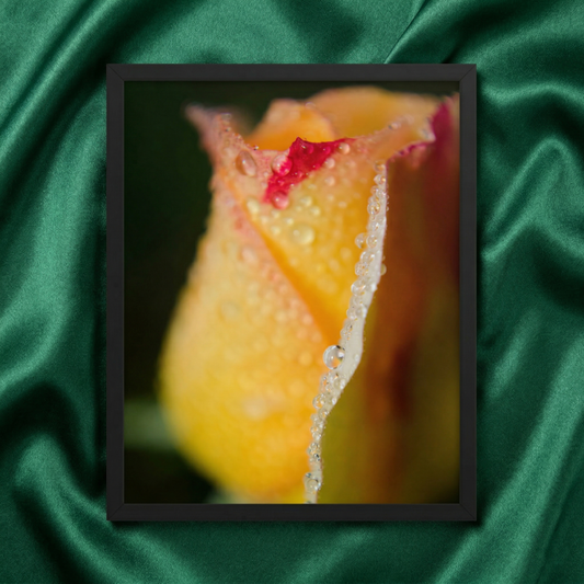 Flower Prints Framed Dew on Yellow Rose Floral Botanical Nature Photograph