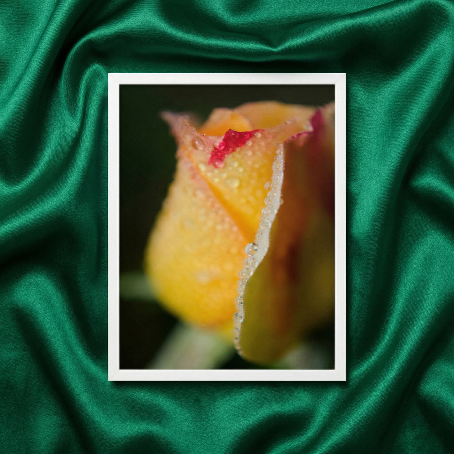 Framed Floral Prints Wall Art Dew on Yellow Rose Flora Botanical Nature Photograph