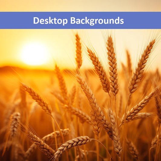 Golden Hour Harvest Minimal Botanical  Rustic Subdued Wheat Crops Photorealistic Digital Artwork Wallpaper for Computer