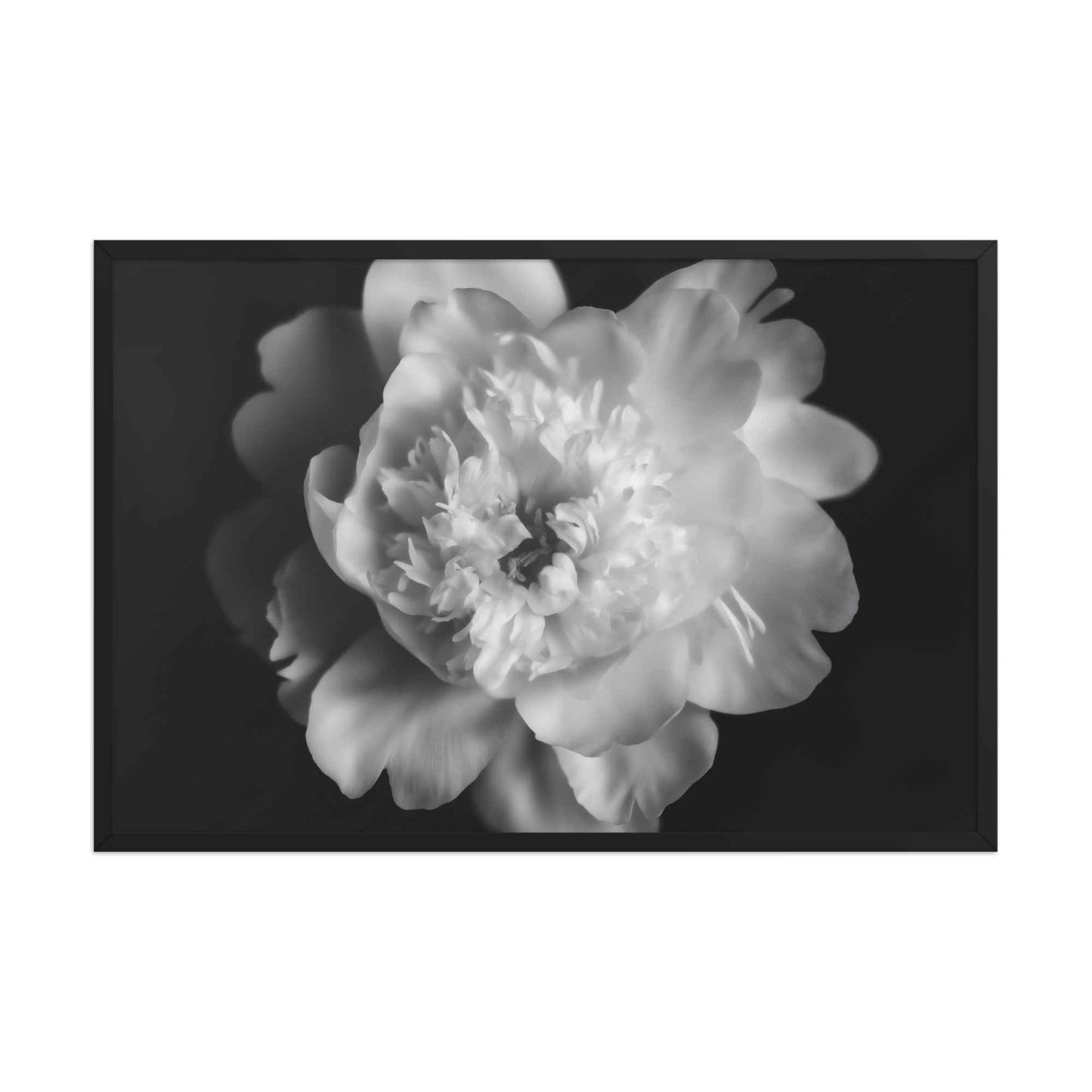 Lingering Fragrance Floral Photorealistic Digital Artwork Peonies Print Framed Wall Art