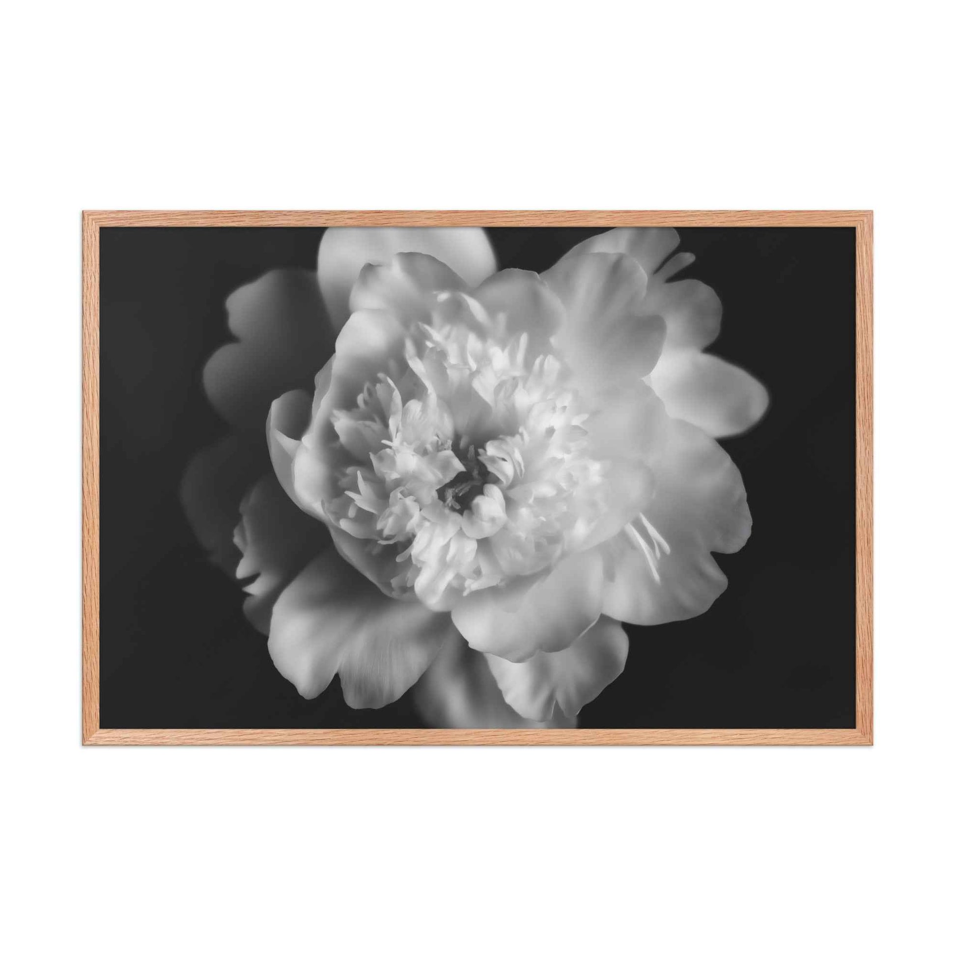 Lingering Fragrance Floral Photorealistic Digital Artwork Peonies Print Framed Wall Art