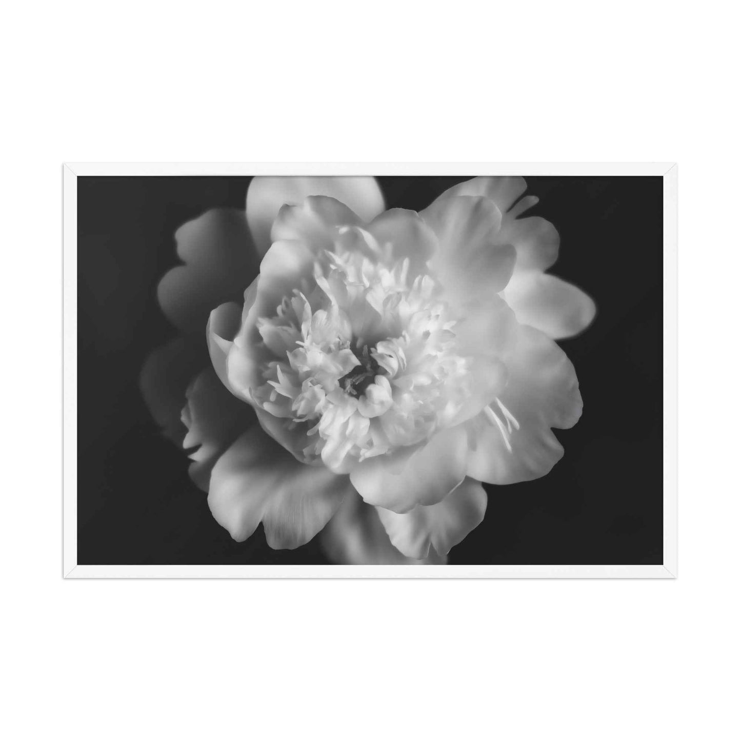 Lingering Fragrance Floral Photorealistic Digital Artwork Peonies Print Framed Wall Art