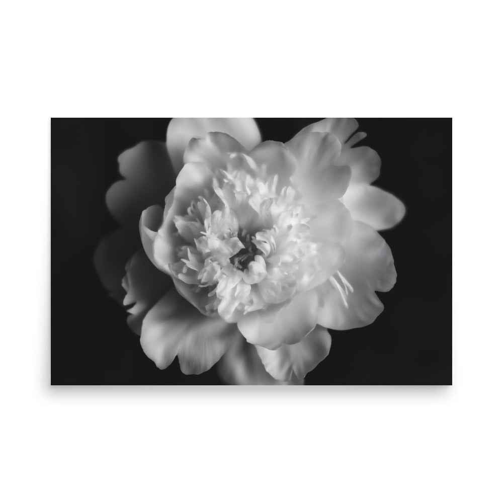 Lingering Fragrance Floral Photorealistic Digital Artwork Peonies Print Unframed