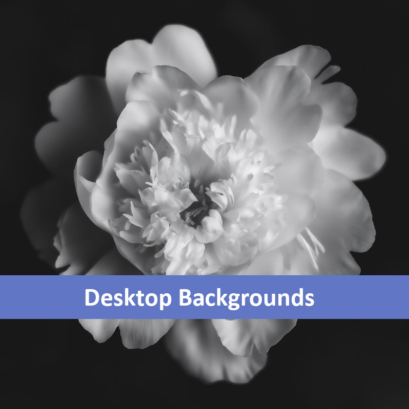 Lingering Fragrance Floral Photorealistic Digital Artwork Peonies Wallpaper for Computer monitors Smart TVs and Laptop Screens