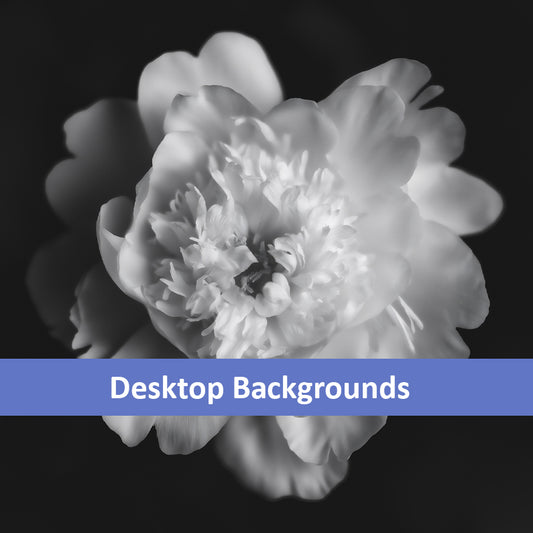 Lingering Fragrance Floral Photorealistic Digital Artwork Peonies Wallpaper for Computer monitors Smart TVs and Laptop Screens