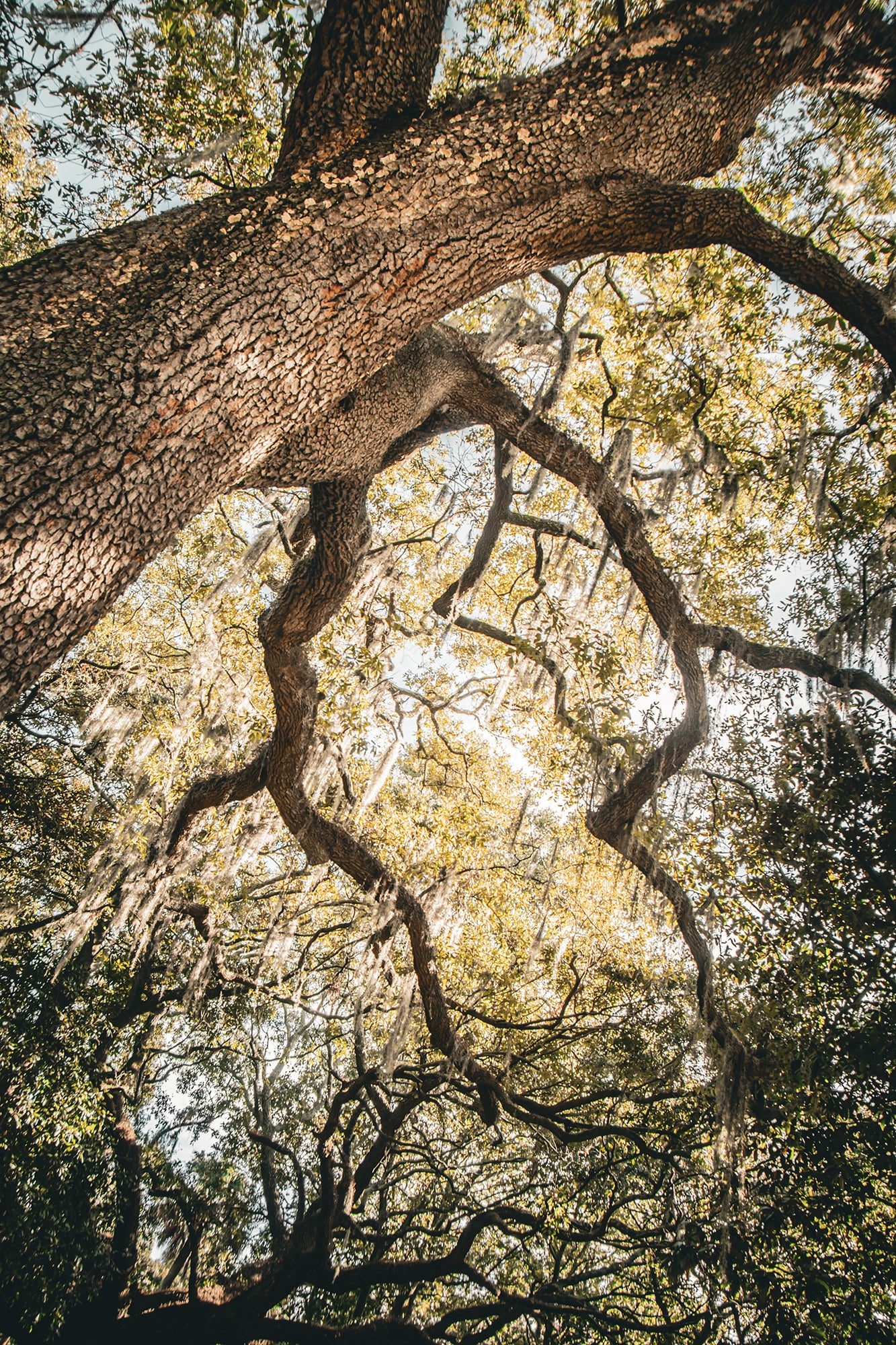 Botanical / Nature Landscape / Cityscape Abstract Decor Live Oak & Spanish Moss Forsyth Park Savannah Ga 2 Loose Wall Art Print 