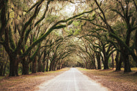 Botanical / Nature Landscape / Cityscape Abstract Decor Live Oaks and Spanish Moss Roadway Savannah Ga Loose Wall Art Print 