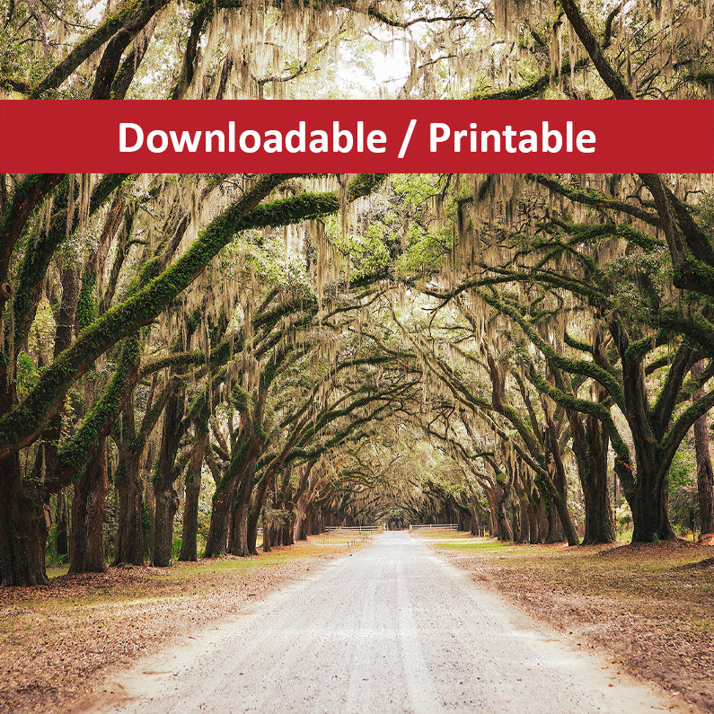 Live Oaks and Spanish Moss Road Way Savannah Ga Landscape Photograph DIY Downloadable and Printable Wall Art Prints