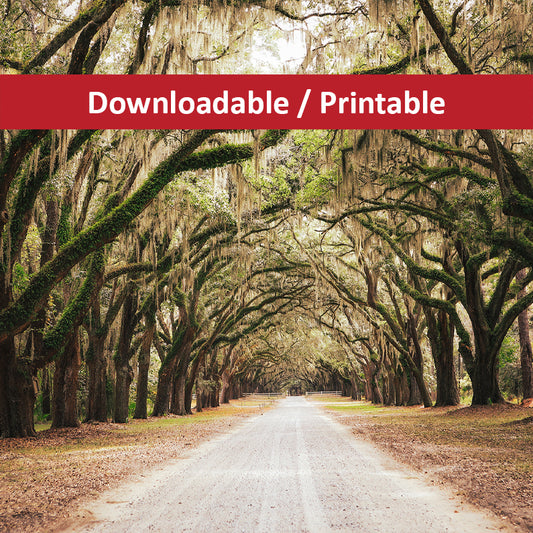 Live Oaks and Spanish Moss Road Way Savannah Ga Landscape Photograph DIY Downloadable and Printable Wall Art Prints