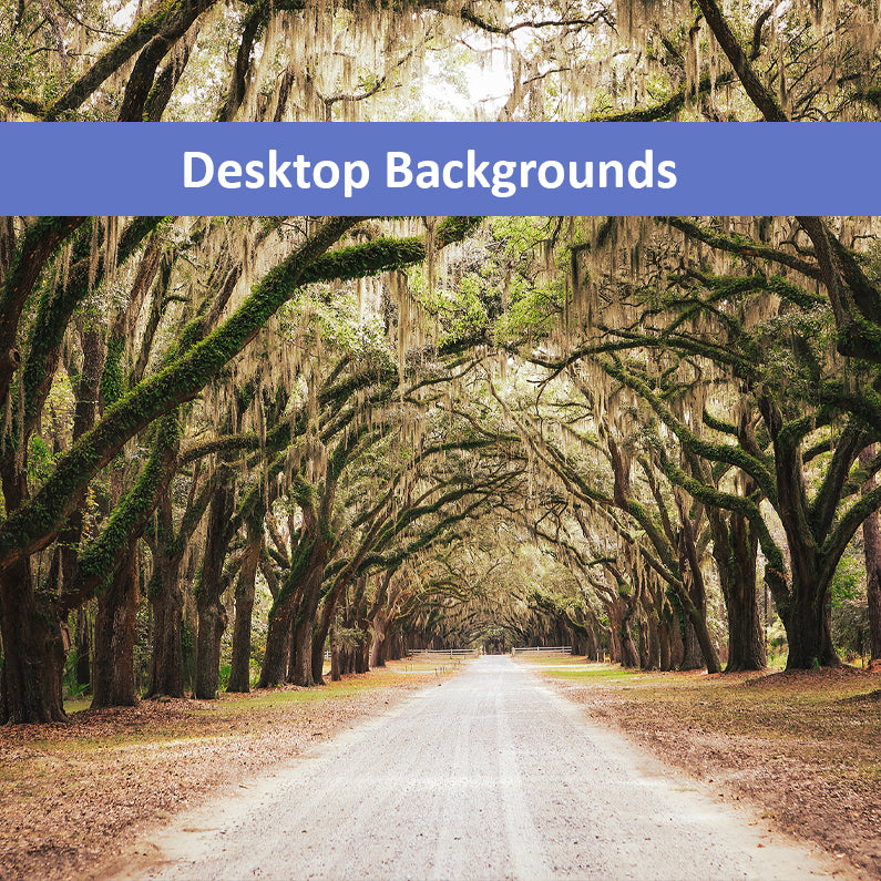 Live Oaks and Spanish Moss Road Way Savannah Ga Landscape Photograph Wallpaper for Computer