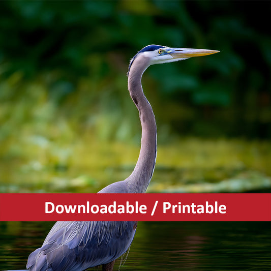 Majesty in the Marsh Wildlife Photorealistic Digital Painting DIY Downloadable and Printable Wall Art Print