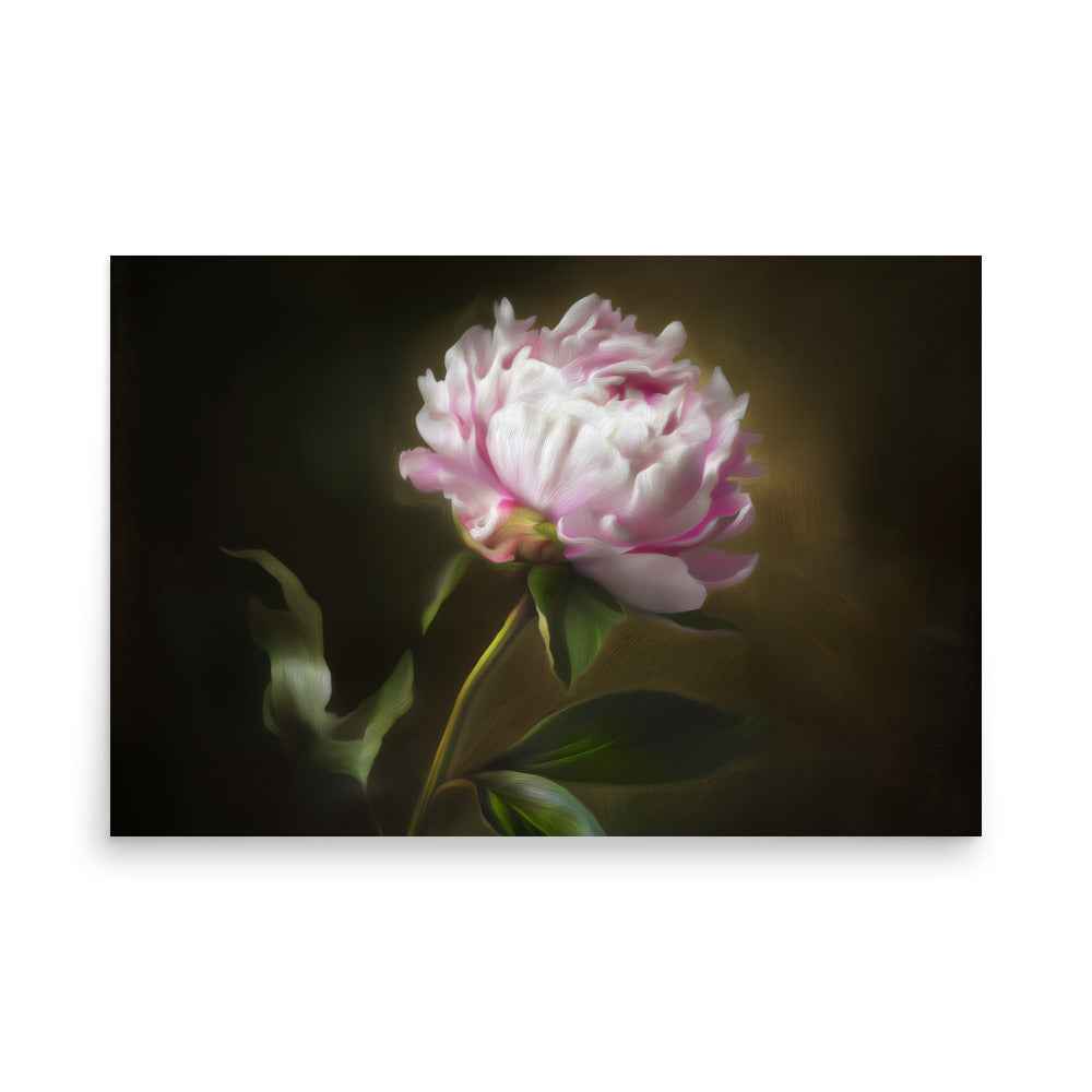 Midnight Radiance Floral Digital Artwork Peony Painting Loose Art Print
