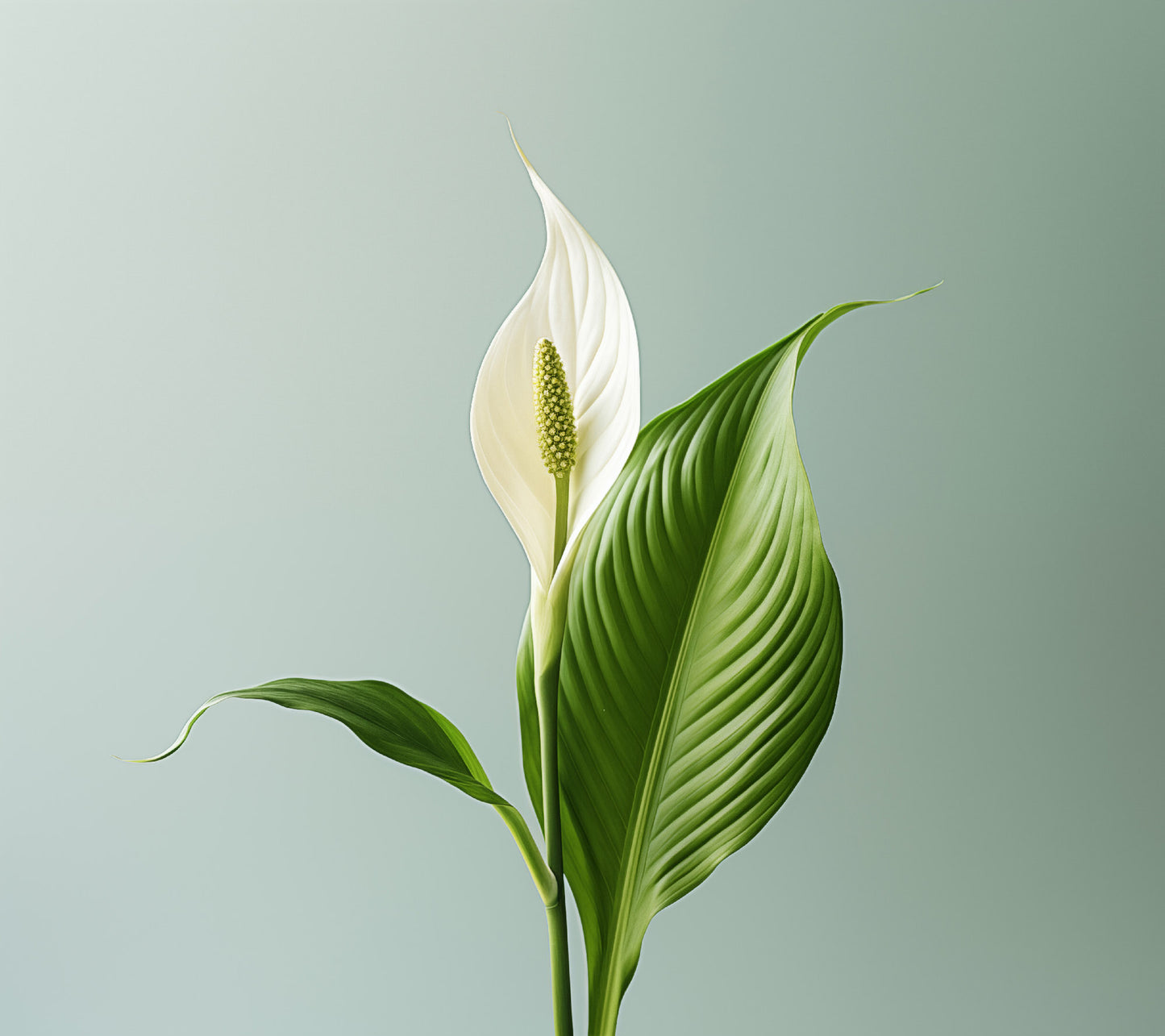 Morning Light Lily Realism Painting Digital Artwork Loose Art Print