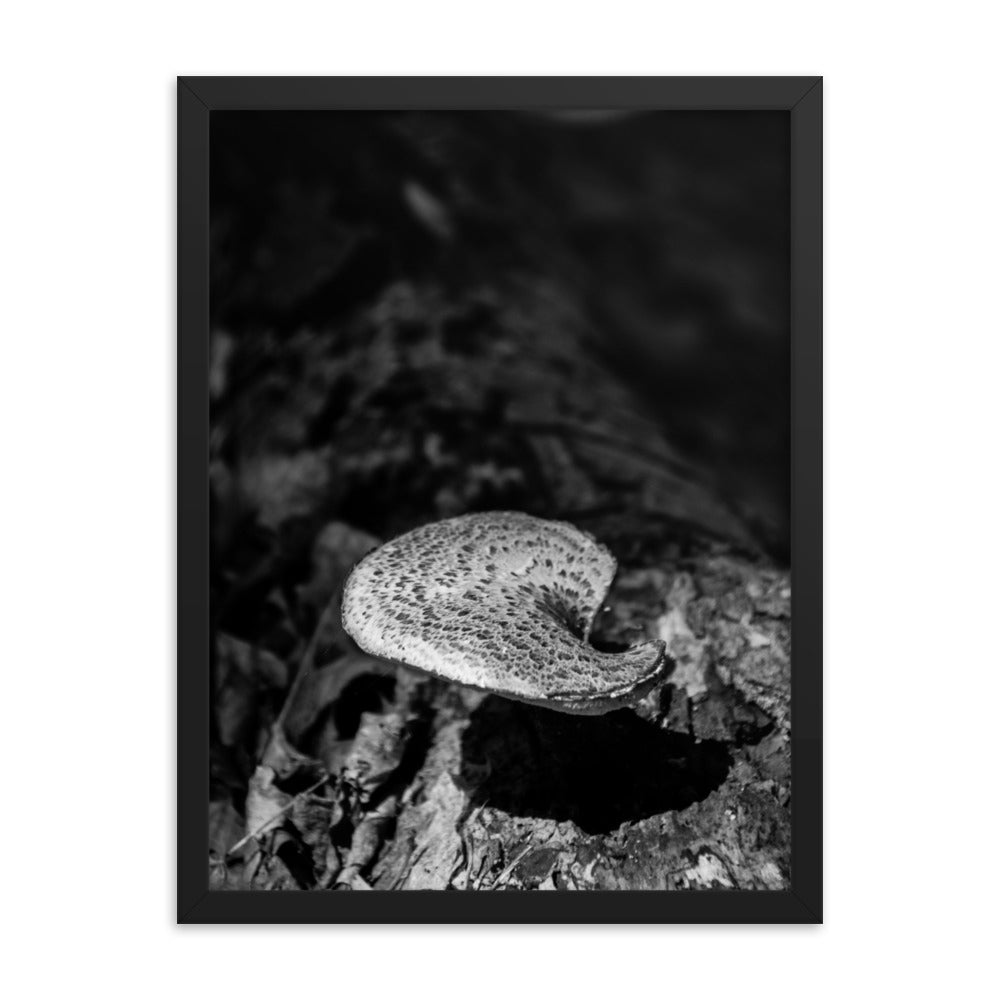 Big Rustic Wall Decor: Mushroom on Log in Black and White Botanical Nature Photo Framed Wall Art Print