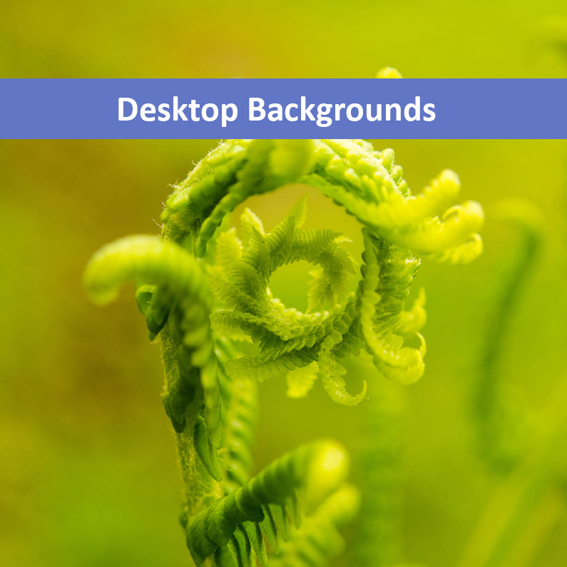 Natures perfection Nature Photography Wallpaper for Computer