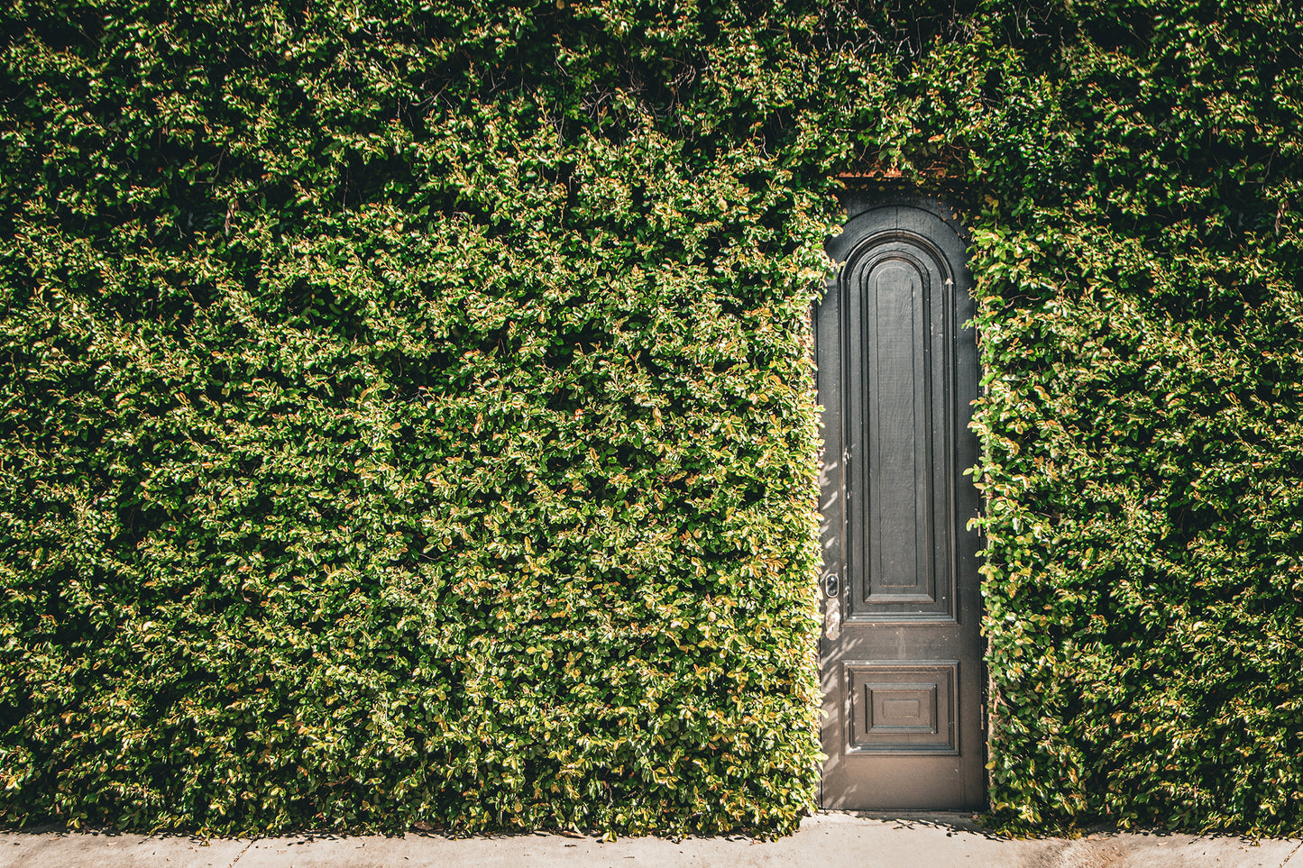 Architectural / Industrial / Cityscape Abstract Decor Old Wooden Door and Ivy Savannah Ga Loose Wall Art Print 