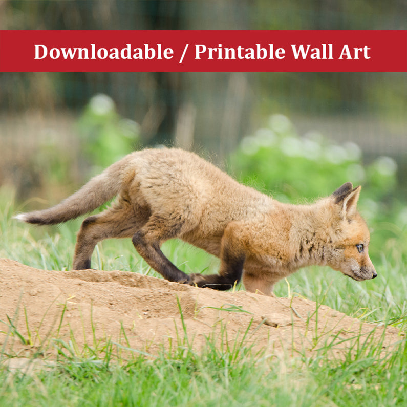 Baby Red Fox On The Move Wildlife Photo DIY Wall Decor Instant Download Print - Printable