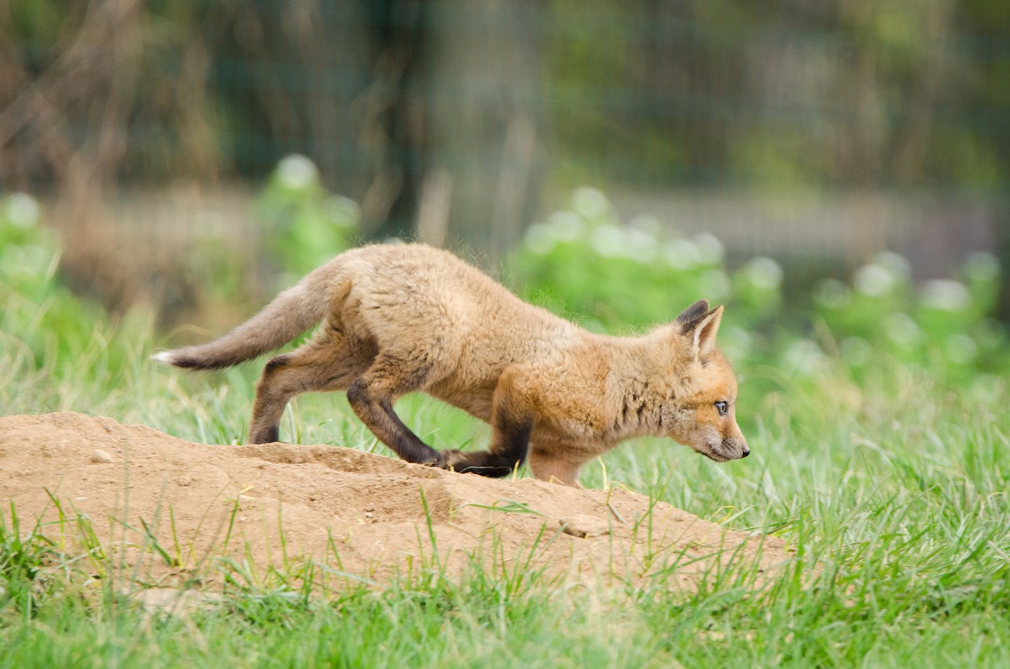 Baby Red Fox On The Move Wildlife Photo DIY Wall Decor Instant Download Print - Printable